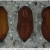 brint circe pupa4 volg